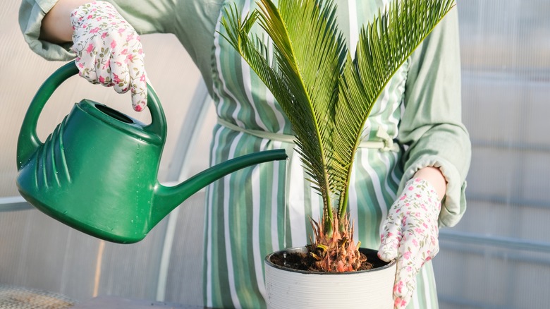 person watering palm houseplant 