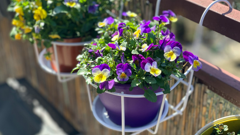 watering pansies in outdoor planter