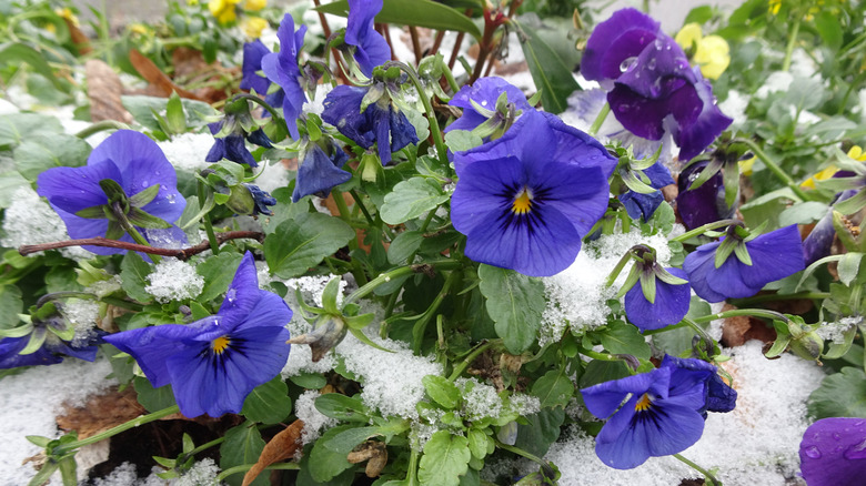 blue pansies in snow