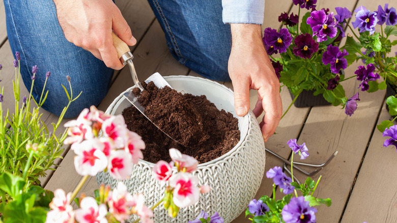 repotting pansies on deck