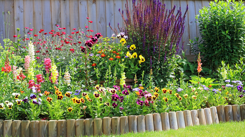 pansies in a flower garden