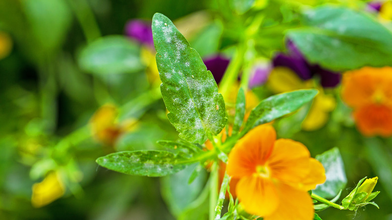 pansies with powdery mildew