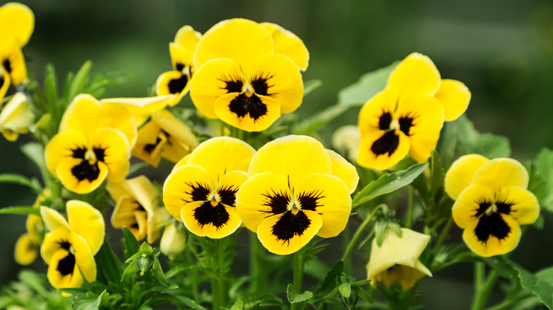 yellow pansies in garden