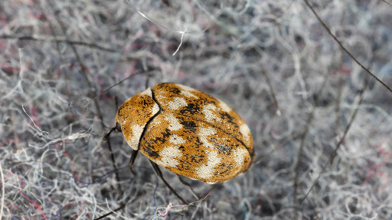 Carpet beetle on fibers