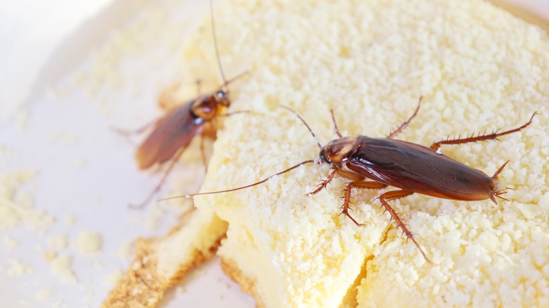 Cockroaches on pastry