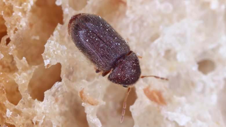 Drugstore beetle on bread