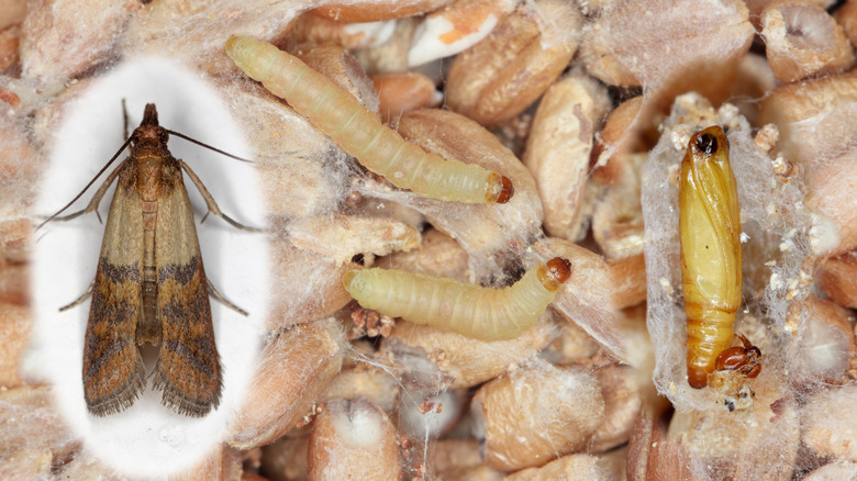 Indian meal moth adult and larvae