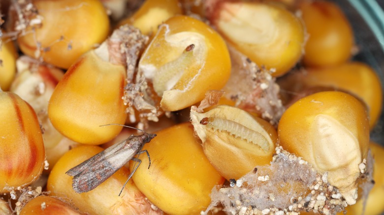 Moth larvae on corn