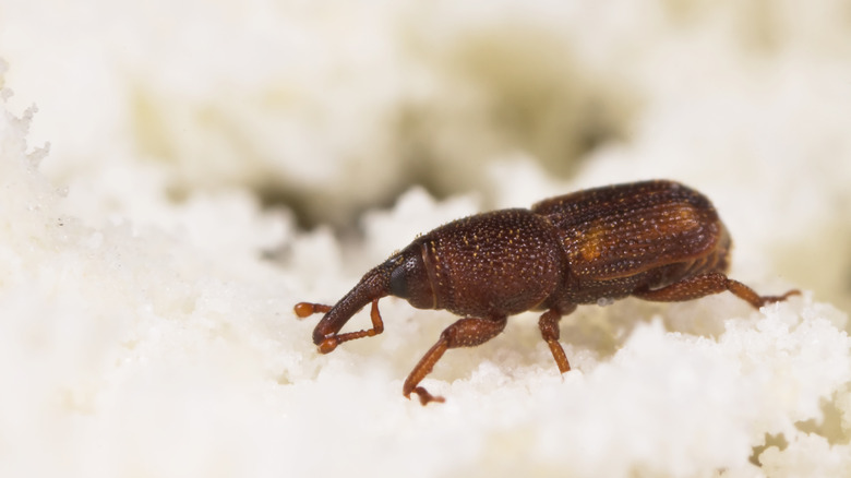 Rice weevil closeup