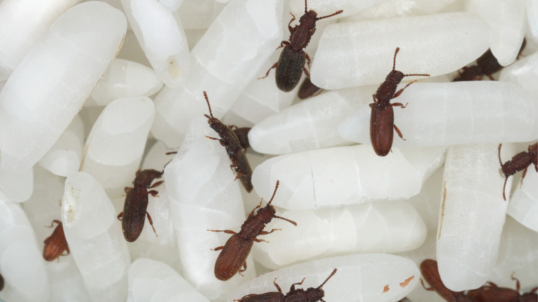 Saw-toothed grain beetles on rice