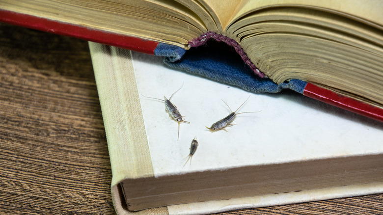 Silverfish on books