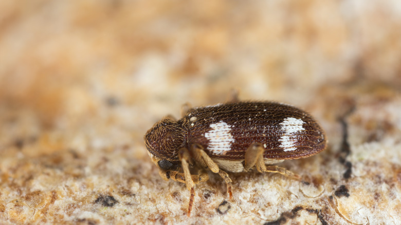 Spider beetle on carpet