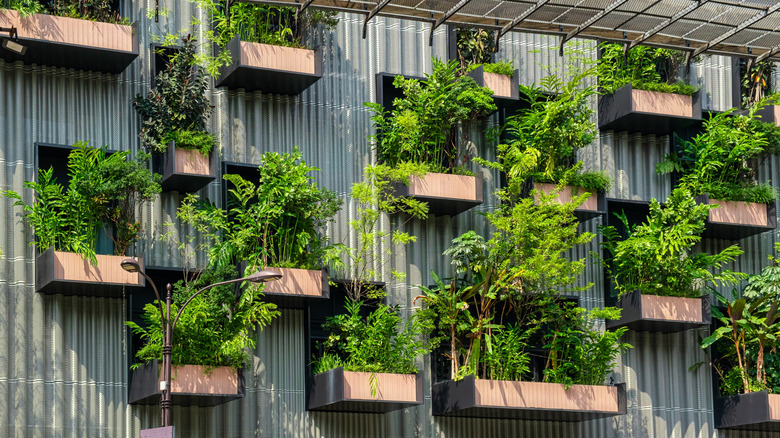 A series of herbs and green plants in wooden boxes affixed to a vertical wall garden.