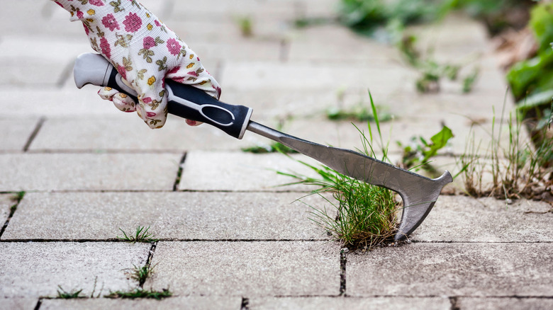 Removing weeds from paver stones using a weed knife