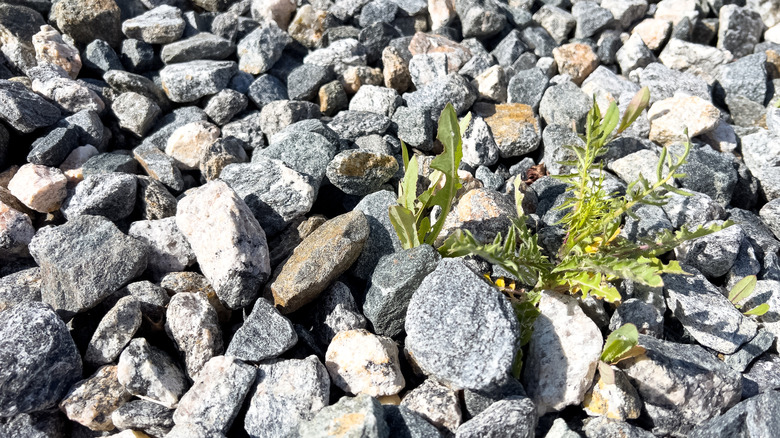 A close up of gravel with weeds growing through it