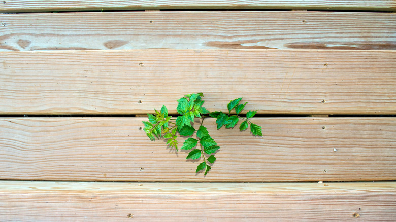 A weed growing between the slats of a wood deck