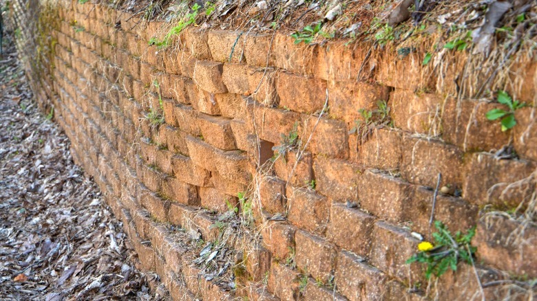 paver wall with weeds and roots