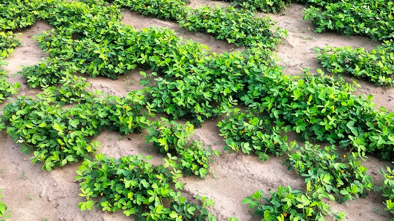 peanut plants growing in sand