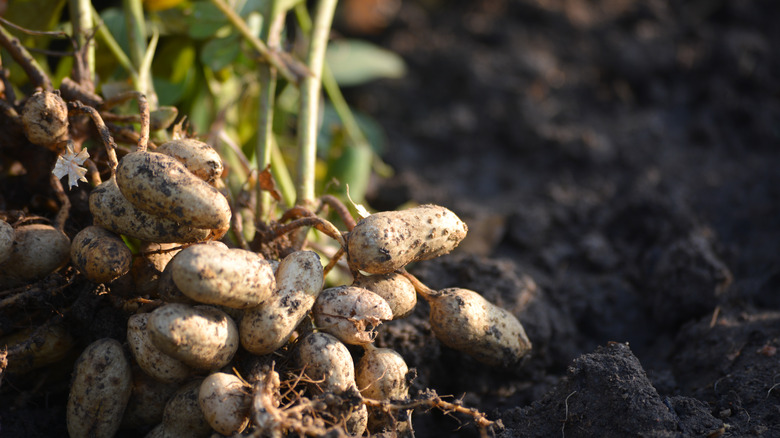 freshly harvested peanuts on plant