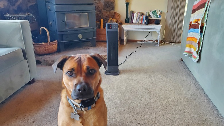 warm dog in living room in front of 23-inch Pelonis space heater