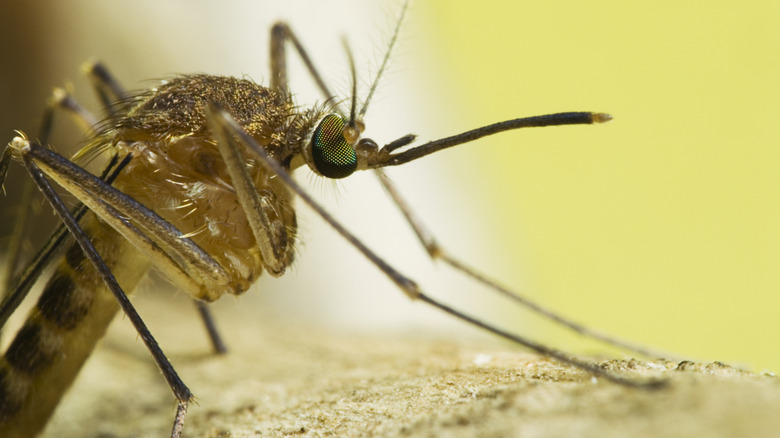 Mosquito close up