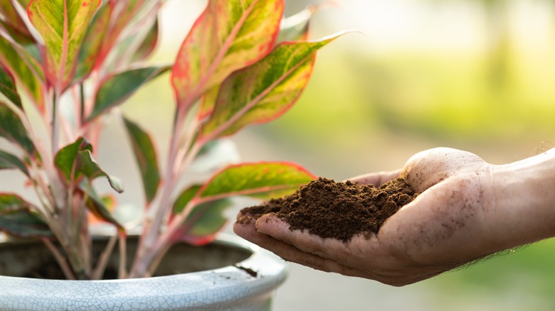 Coffee grounds and garden pot