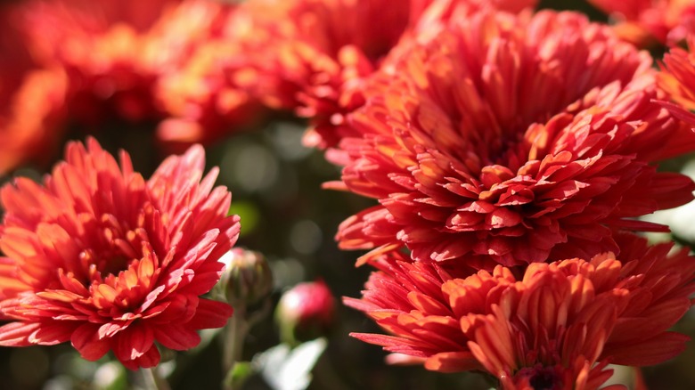 Chrysanthemums in sun