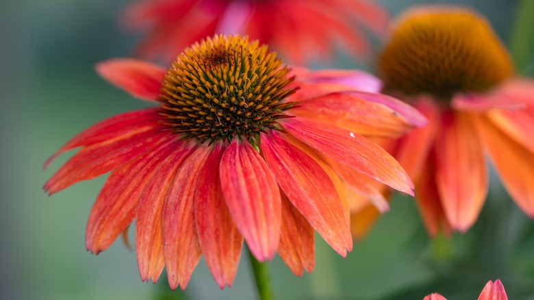 Coneflower