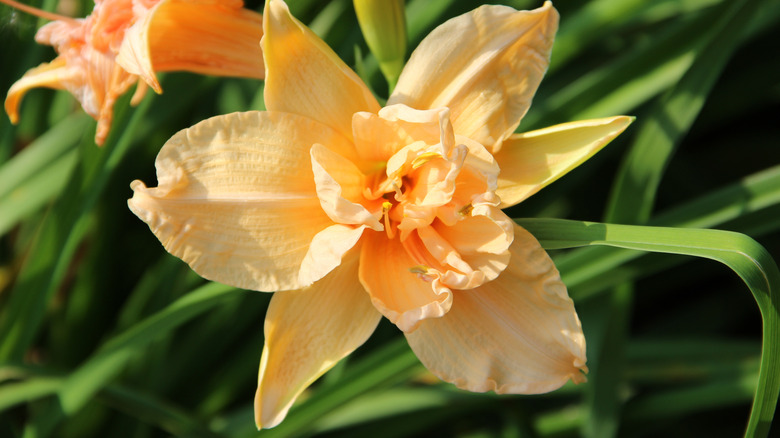 Daylily in sun 