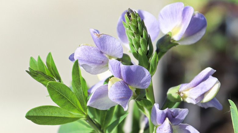 False indigo in sun