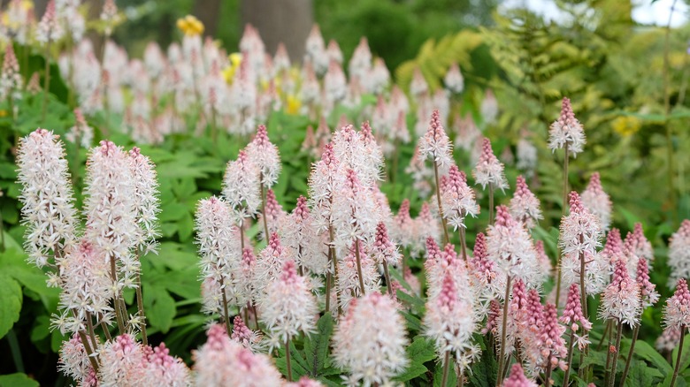 Group of foamflower