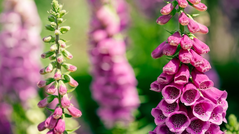 Foxglove plant