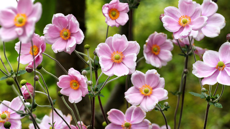 Japanese anemone