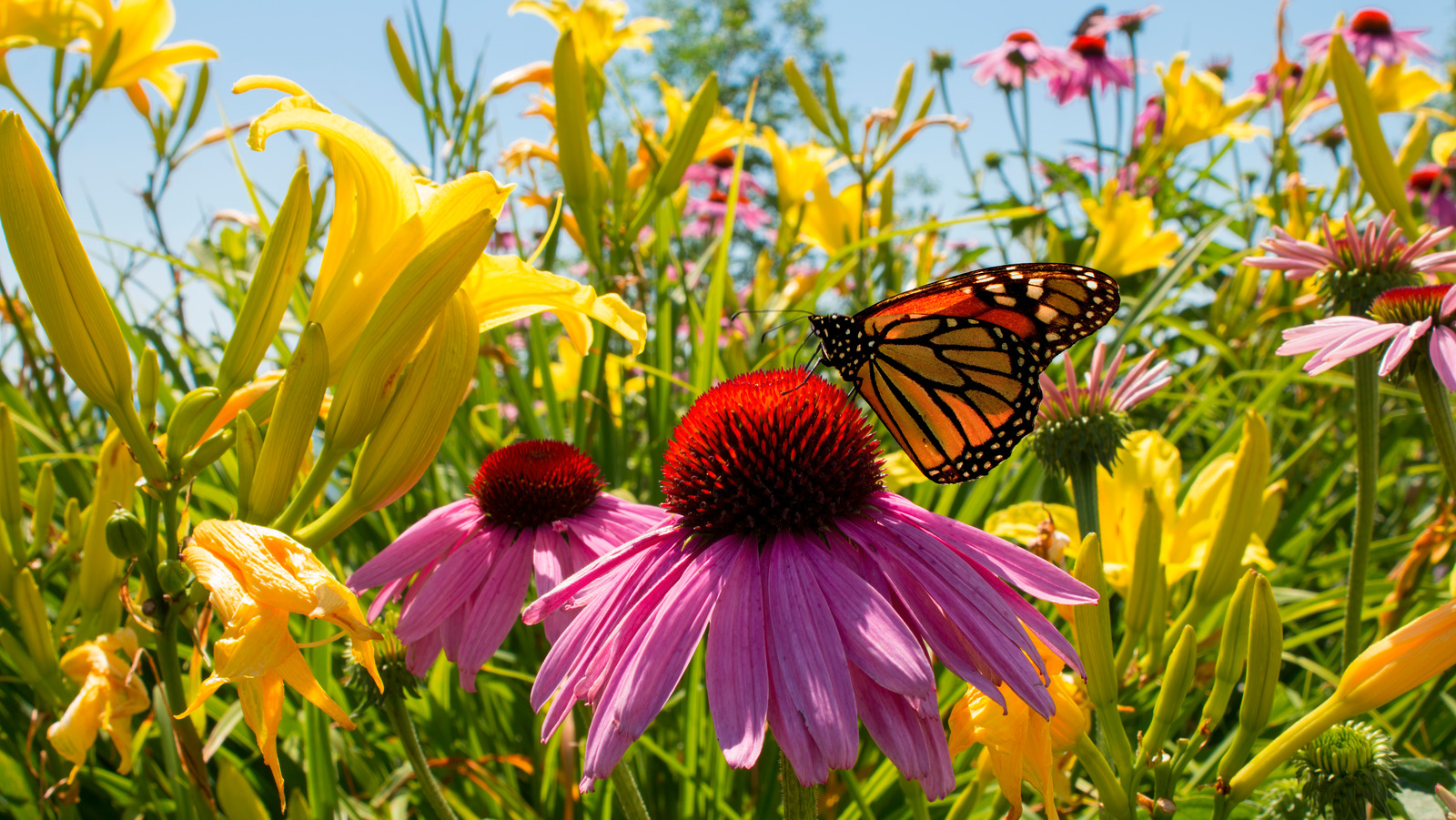 15 Perennial Plants Perfect For Your Garden