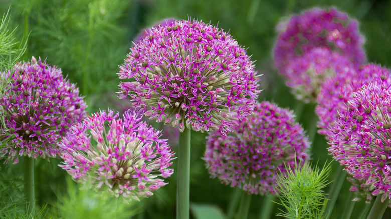 Ornamental onion