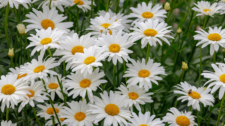 Shasta daisy