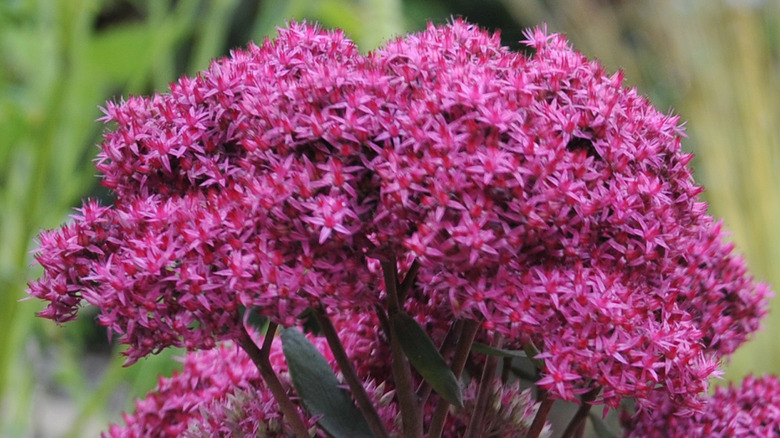 Closeup of purple stonecrop flower