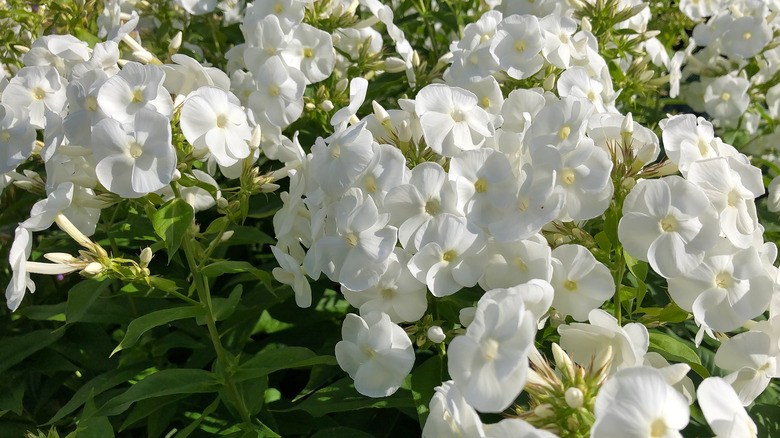 Tall garden phlox in sun