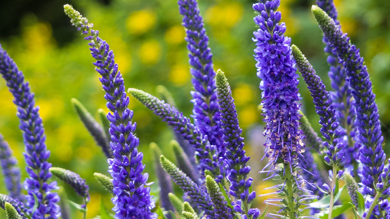 Speedwell plant