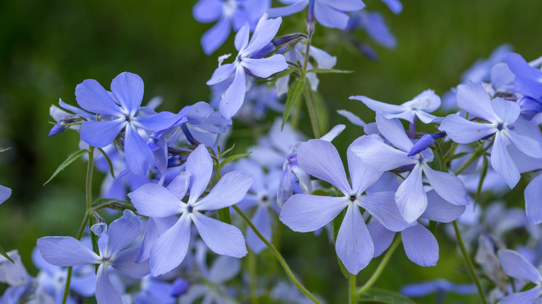 Woodland phlox