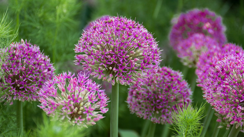 Allium blooming on a field