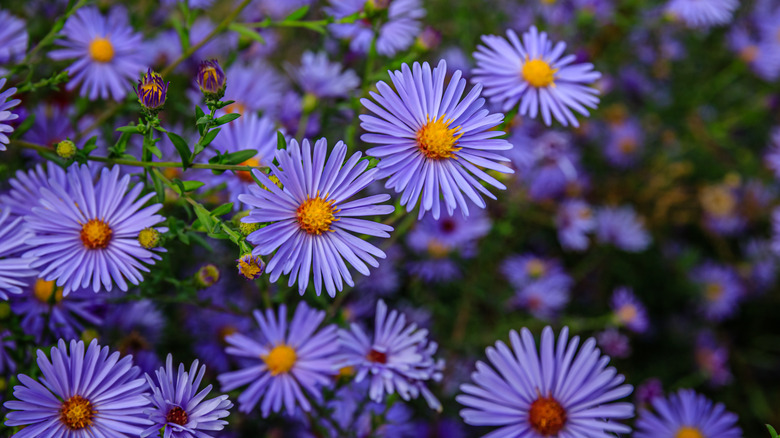 Pillows asters