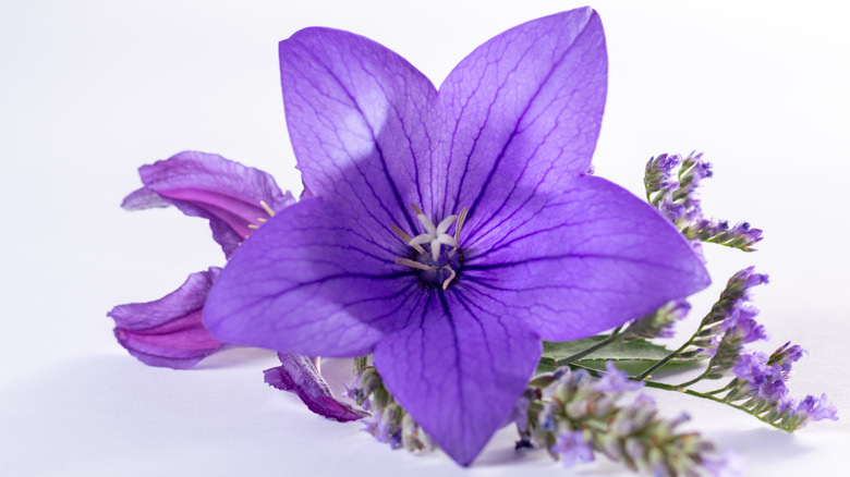 Purple balloon flowers