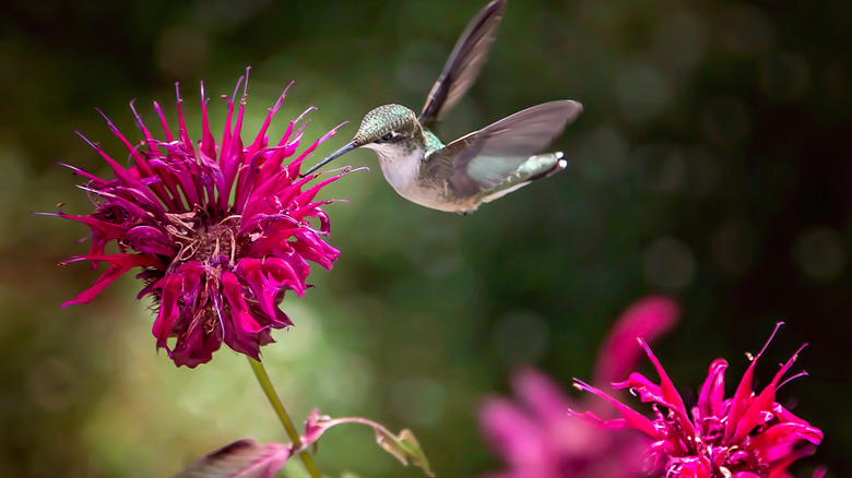 Bird landing on bee balms