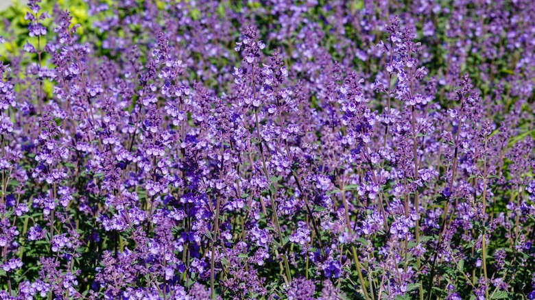 Catmint in a garden