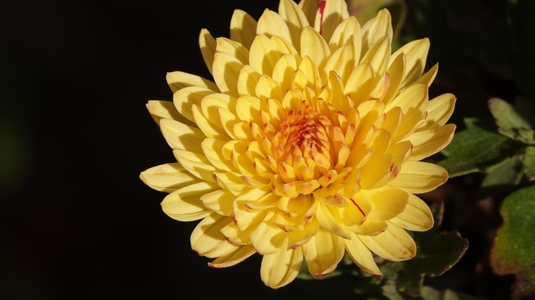 Chrysanthemum in a garden