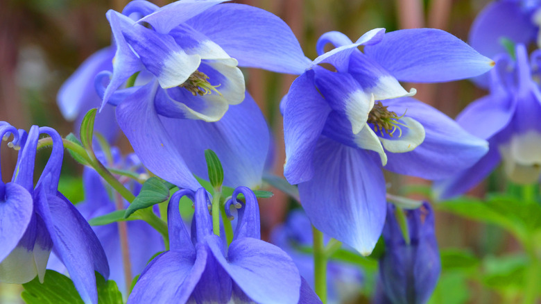 Columbine flowers in a garden