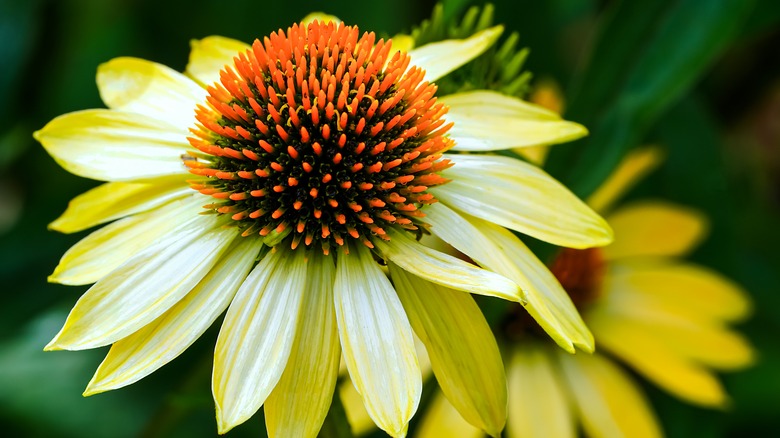 Close-up matured coneflower