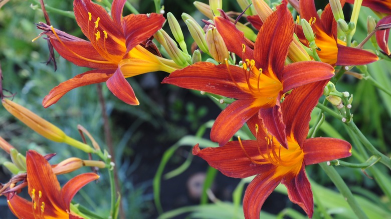 Daylilies blooming in a garden
