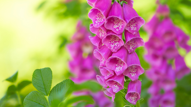 Foxglove in a garden